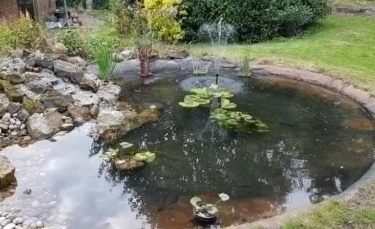 Pond Cleaning Services