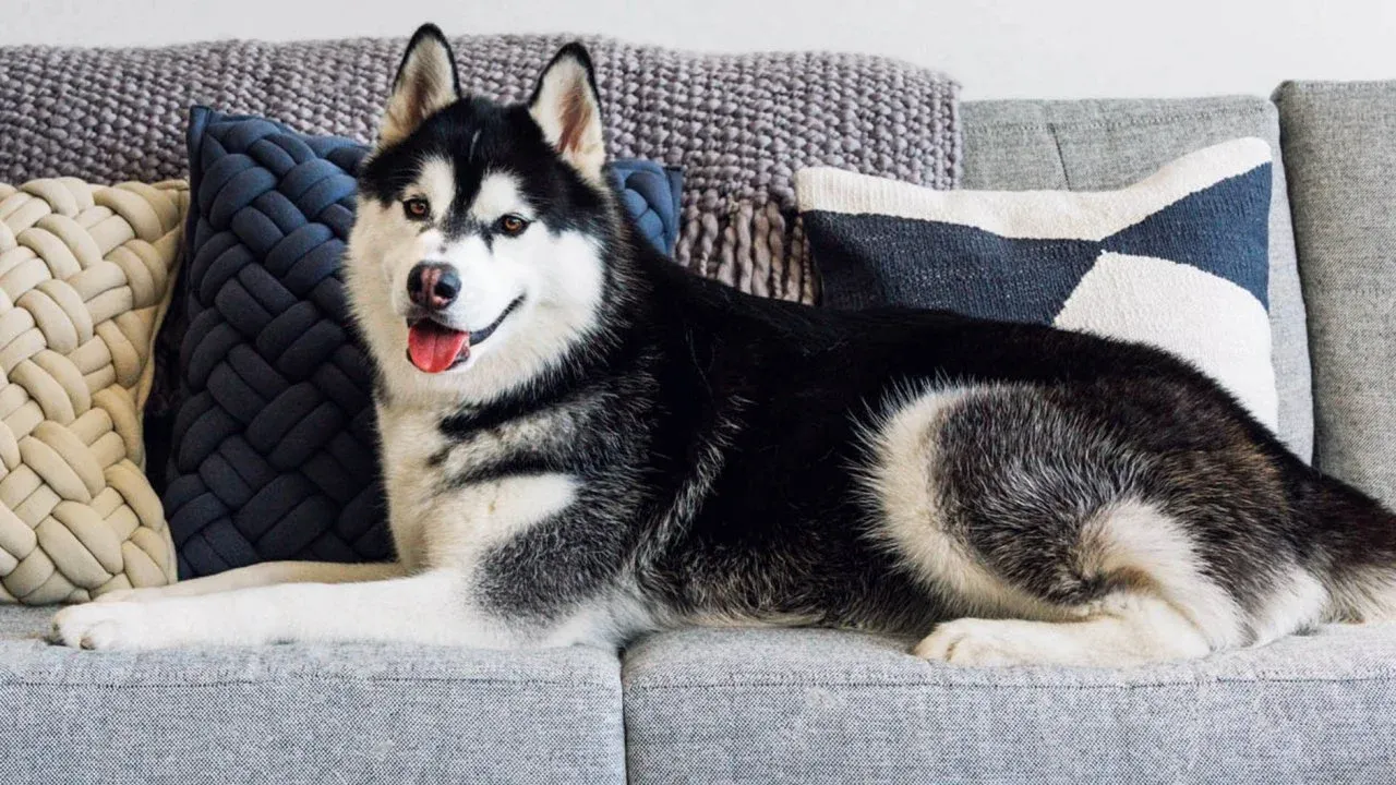 Best Couches for Dogs Looking For Their Perfect Couch